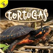 Tortugas / Turtles