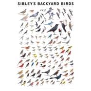 Sibley's Backyard Birds Eastern North America