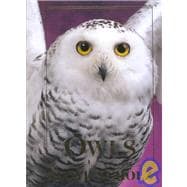 Owls An Artist's Guide to Understanding Owls