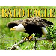 Bald Eagle 2016 Calendar