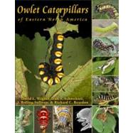 Owlet Caterpillars of Eastern North America