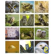 Owls Calendar 2002