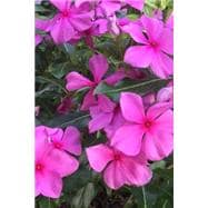 Purple Vinca Flower Bed - for the Love of Flowers