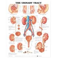 The Urinary Tract Anatomical Chart