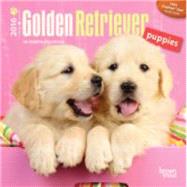 Golden Retriever Puppies 2016 Calendar