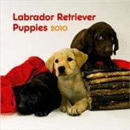 Labrador Retriever Puppies 2010 Calendar