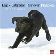 Black Labrador Retriever Puppies 2010 Calendar