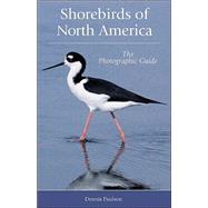 Shorebirds Of North America