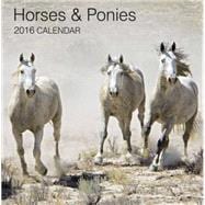 2016 Calendar: Horses & Ponies