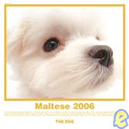 The Dog Maltese