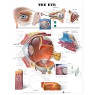 The Eye Anatomical Chart