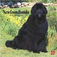 Newfoundlands 2010 Calendar