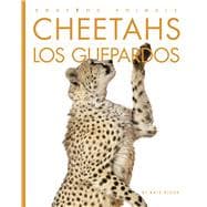 Cheetahs / Los guepardos