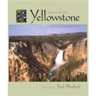 Yellowstone Wild and Beautiful