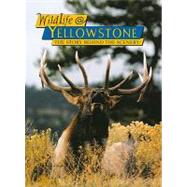 Wildlife   Yellowstone