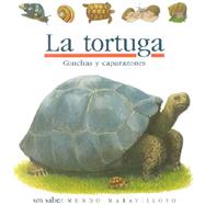 LA Tortuga
