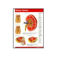 Urinary System (binder Size)