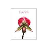 Orchids Deluxe Notecards