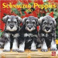 Schnauzer Puppies 2010 Calendar