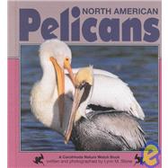 North American Pelicans
