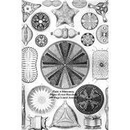 Diatomea, Algae, Plate 4 - Ernst Haeckel