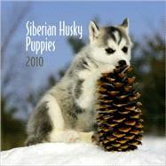 Siberian Husky Puppies 2010 Calendar