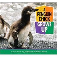 A Penguin Chick Grows Up