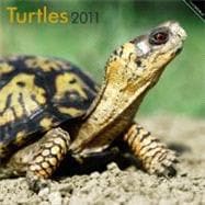 Turtles 2011 Calendar