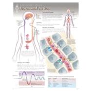 Hormonal Action Wall Chart 8280