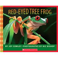 Red-eyed Tree Frog