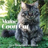 Maine Coon Cat 2016 Calendar