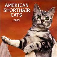 American Shorthair Cats 2005 Calendar