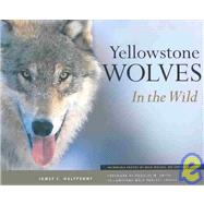 Yellowstone Wolves in the Wild