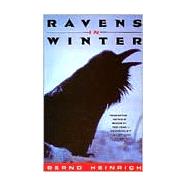 Ravens in Winter