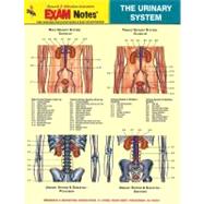 Urinary System Anatomy Exam Notes