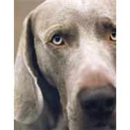 William Wegman Polaroids