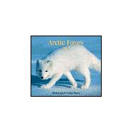 Arctic Foxes 2007 Calendar