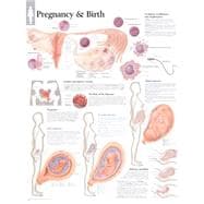 Pregnancy & Birth chart Laminated Wall Chart