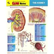 Kidney Anatomy Exam Notes