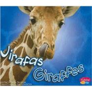 Jirafas / Giraffes