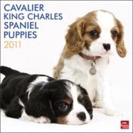 Cavalier King Charles Spaniel Puppies 2011 Calendar