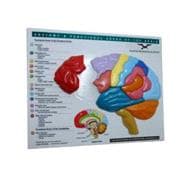 Brain Model & Puzzle