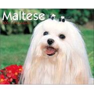 Just Maltese 2007 Calendar