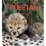 Eye on the Wild: Cheetah