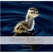 Water Babies The Hidden Lives of Baby Wetland Birds