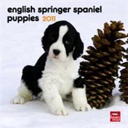 English Springer Spaniel Puppies 2011 Calendar