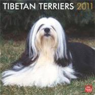 Tibetan Terriers 2011 Calendar