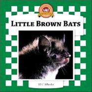 Little Brown Bats