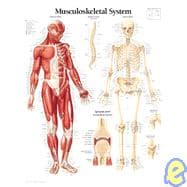 Musculoskeletal System chart Wall Chart
