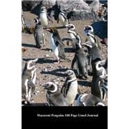 Macaroni Penguins